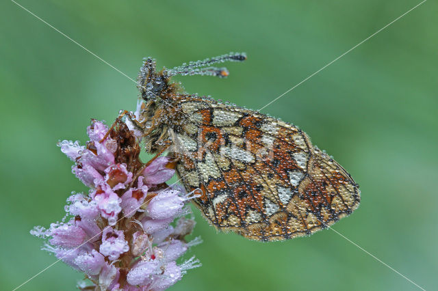 Small Pearl-Bordered Fritillary (Boloria selene)