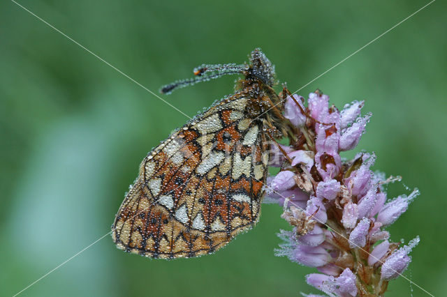 Small Pearl-Bordered Fritillary (Boloria selene)