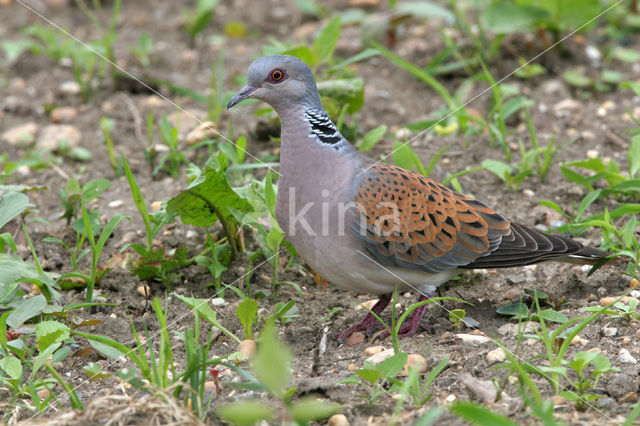 Zomertortel (Streptopelia turtur)