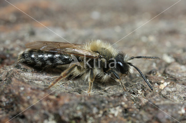 Clark’s mining bee (Andrena clarkella)
