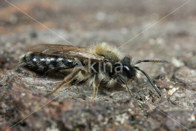Zwart-rosse zandbij (Andrena clarkella)