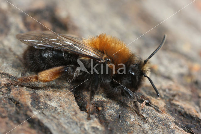 Clark’s mining bee (Andrena clarkella)