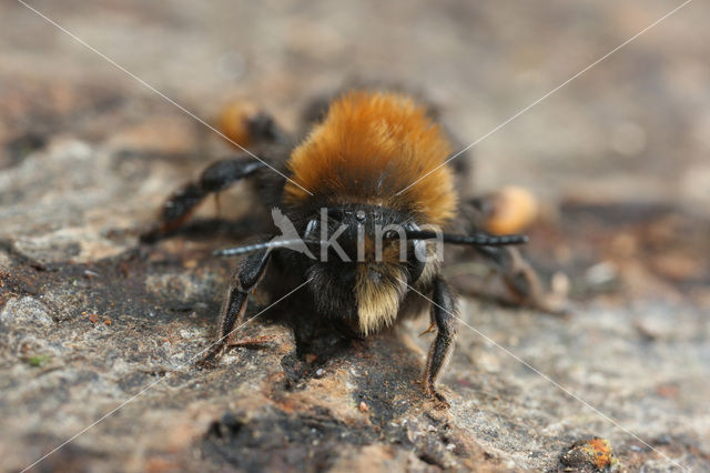 Clark’s mining bee (Andrena clarkella)