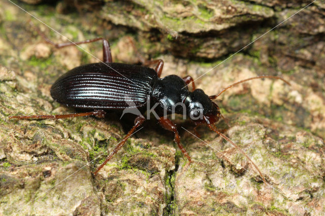 Orange-mouthed Leistus (Leistus fulvibarbis)