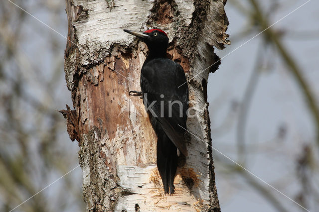 Black Woodpecker (Dryocopus martius)