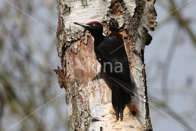 Black Woodpecker (Dryocopus martius)