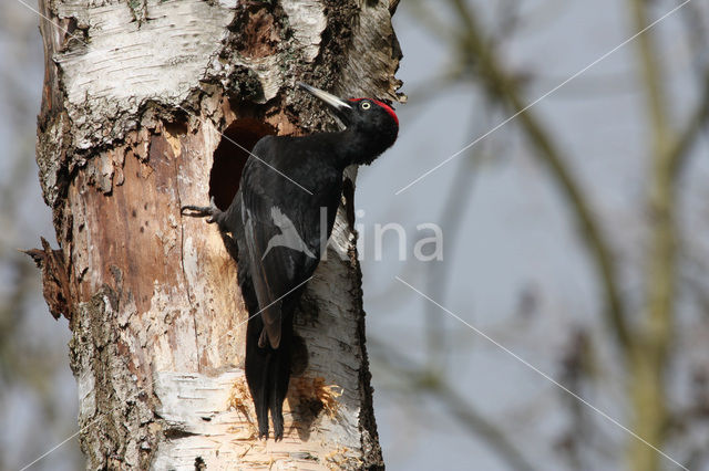 Black Woodpecker (Dryocopus martius)