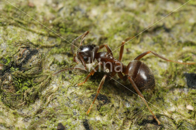 Small Black Ant (Lasius niger)