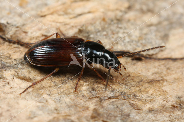 Stenolophus mixtus
