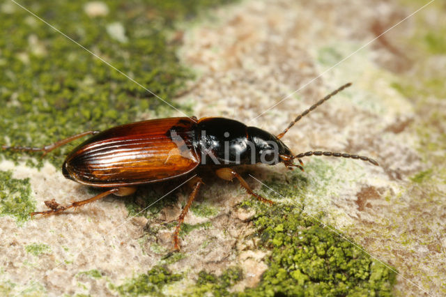 Stenolophus mixtus