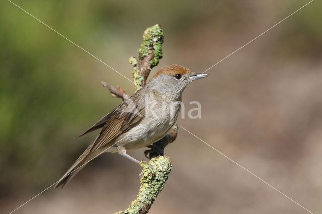 Blackcap (Sylvia atricapilla)