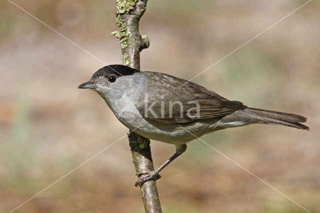 Blackcap (Sylvia atricapilla)