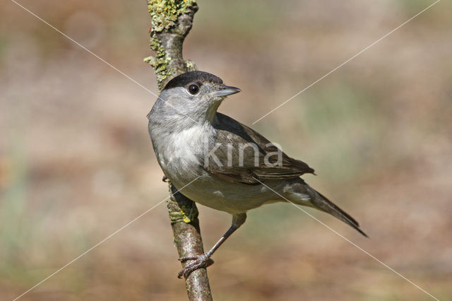 Blackcap (Sylvia atricapilla)