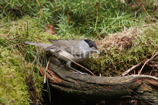 Blackcap (Sylvia atricapilla)