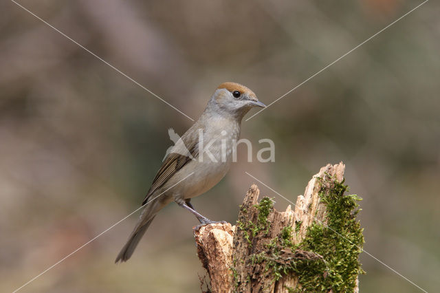 Blackcap (Sylvia atricapilla)