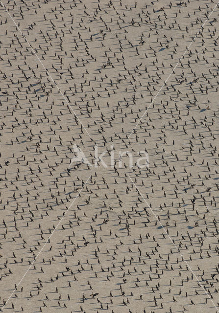 Great Cormorant (Phalacrocorax carbo)