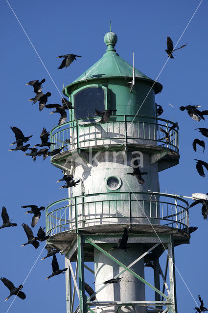 Great Cormorant (Phalacrocorax carbo)