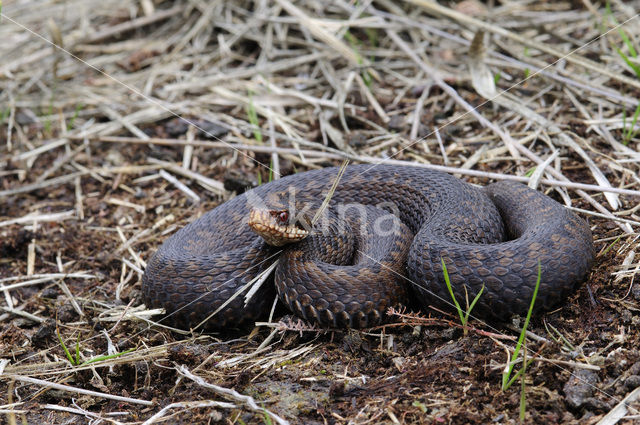 Common Viper (Vipera berus)