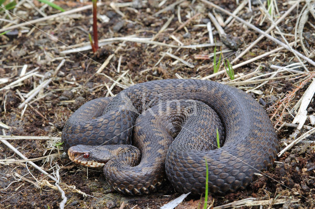 Adder (Vipera berus)