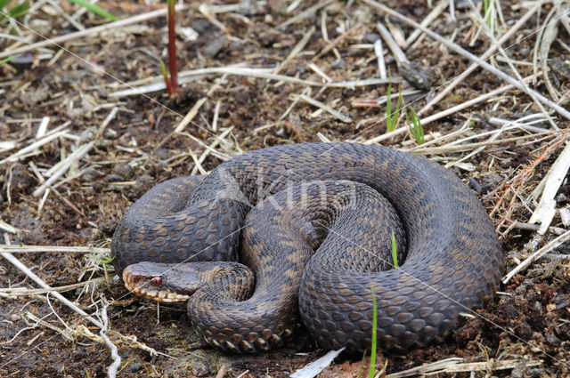 Common Viper (Vipera berus)