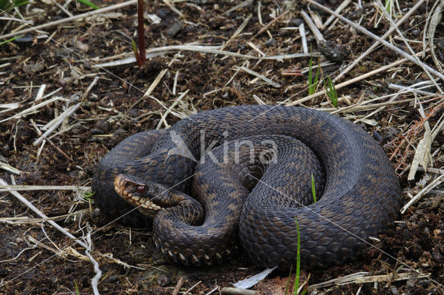 Common Viper (Vipera berus)