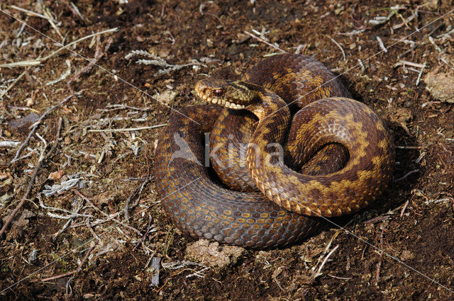 Adder (Vipera berus)