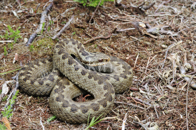 Common Viper (Vipera berus)