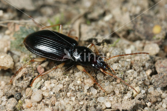 Agonum albipes