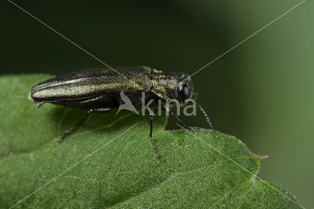 Agrilus angustulus