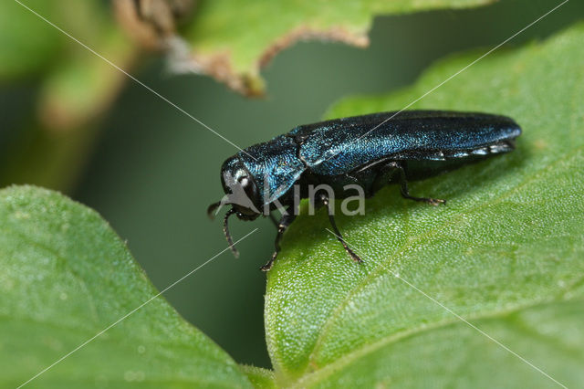 Agrilus cyanescens