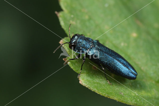 Agrilus cyanescens