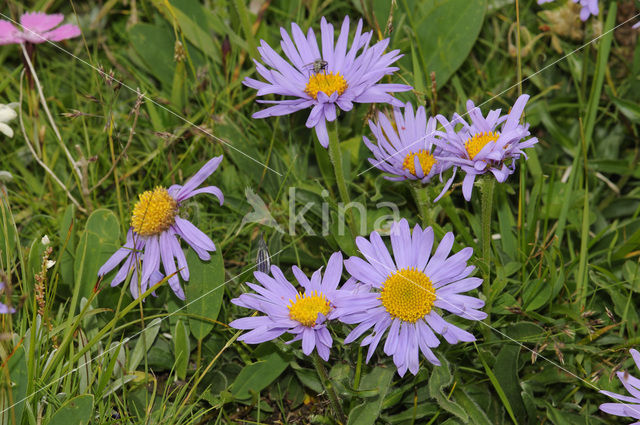 Alpine Aster (Aster alpinus)