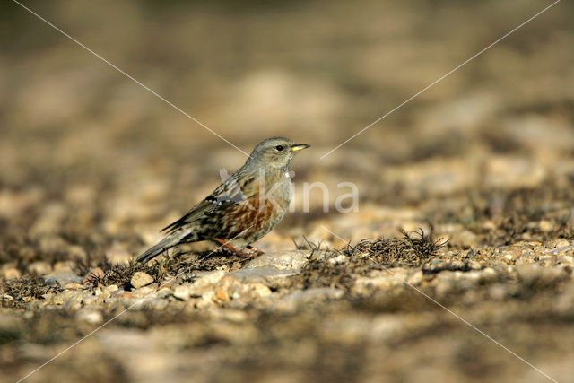 Alpenheggemus (Prunella collaris)