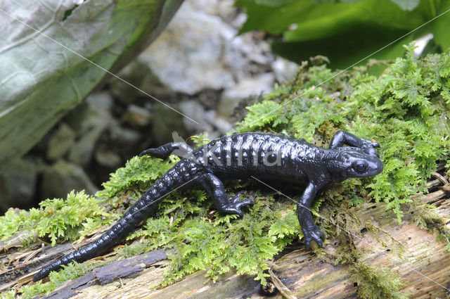 Alpenlandsalamander (Salamandra atra)