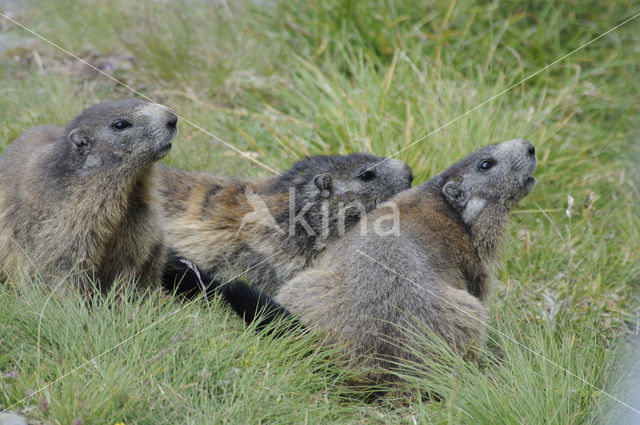 Alpine Marmot (Marmota marmota)