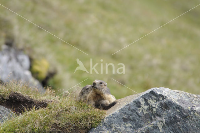 Alpine Marmot (Marmota marmota)