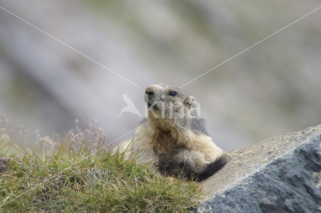 Alpine Marmot (Marmota marmota)