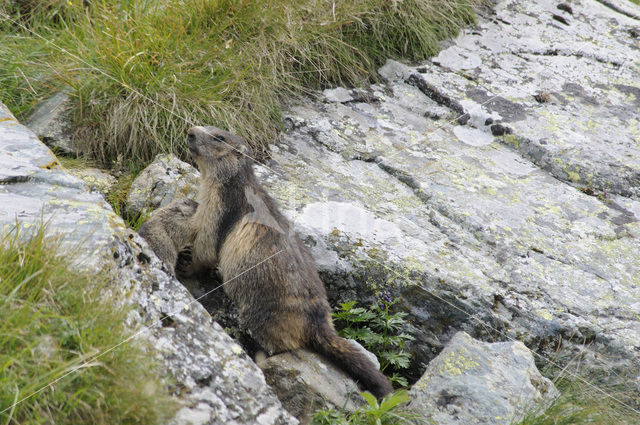 Alpine Marmot (Marmota marmota)