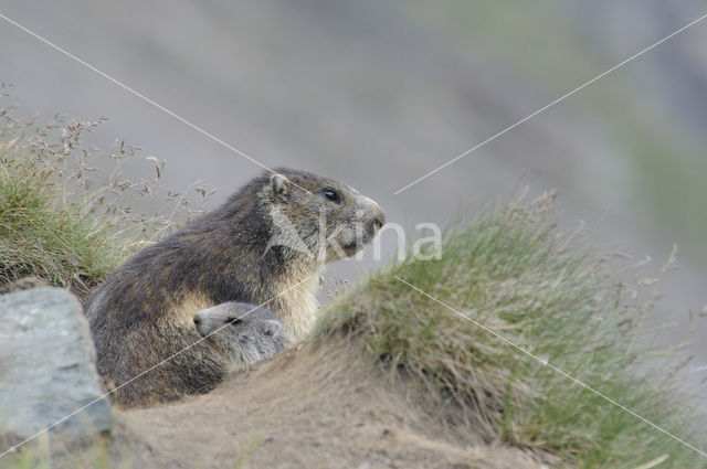 Alpine Marmot (Marmota marmota)