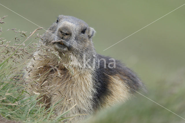 Alpine Marmot (Marmota marmota)