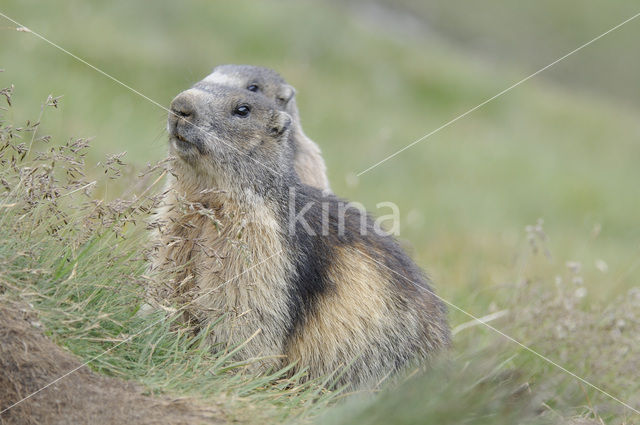 Alpine Marmot (Marmota marmota)