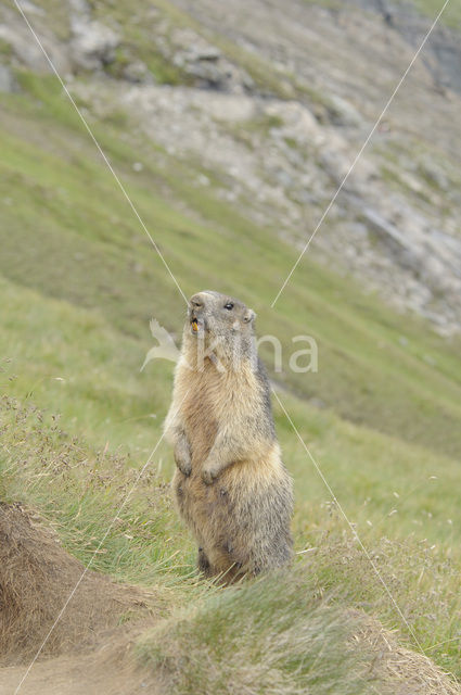 Alpine Marmot (Marmota marmota)