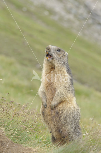 Alpine Marmot (Marmota marmota)