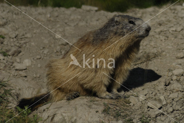 Alpine Marmot (Marmota marmota)