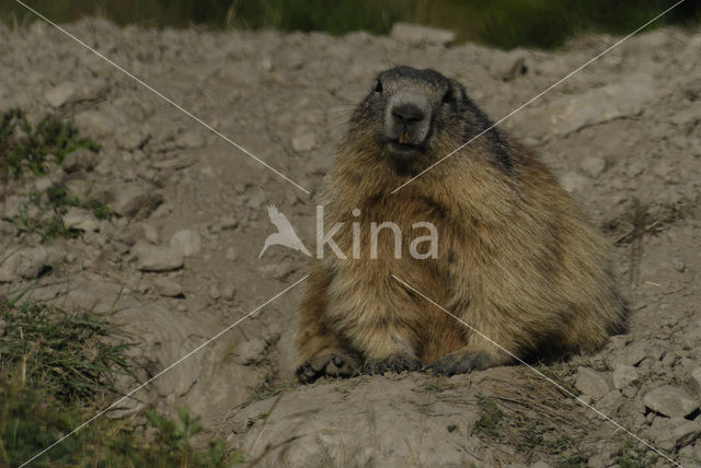 Alpenmarmot