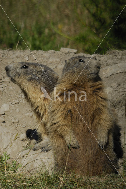 Alpenmarmot