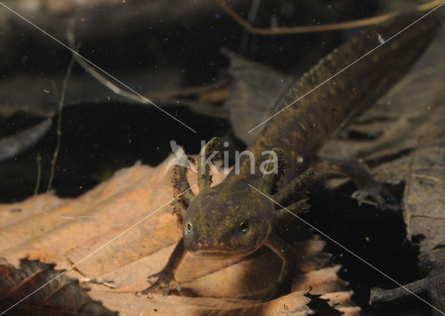 Alpine Newt (Ichthyosaura alpestris)