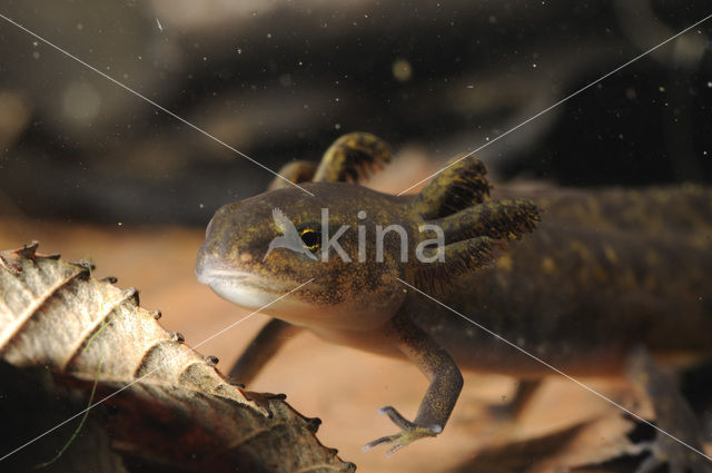 Alpine Newt (Ichthyosaura alpestris)