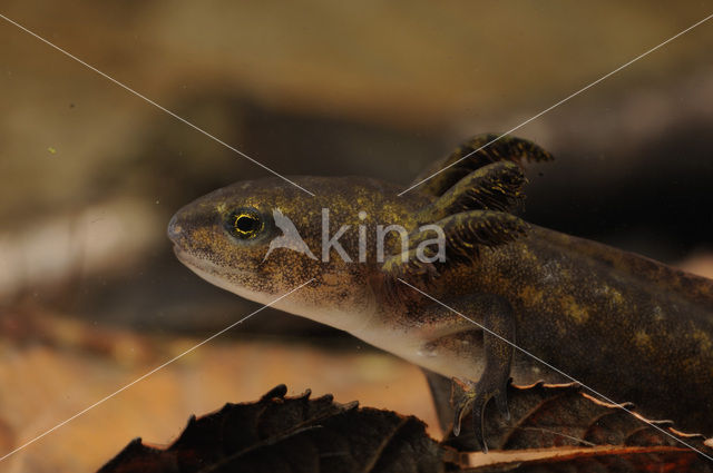 Alpine Newt (Ichthyosaura alpestris)