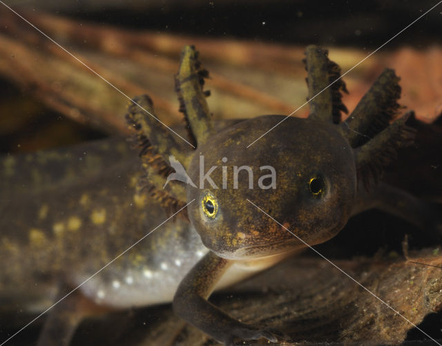 Alpine Newt (Ichthyosaura alpestris)